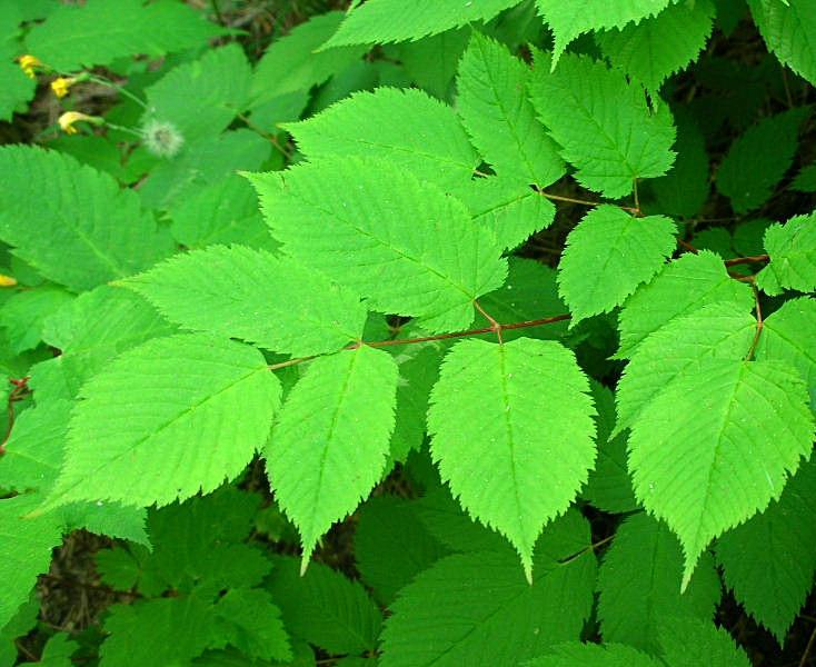 Aruncus dioicus / Barba di capra